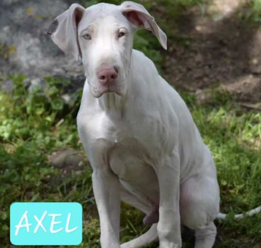 Photo of Axel