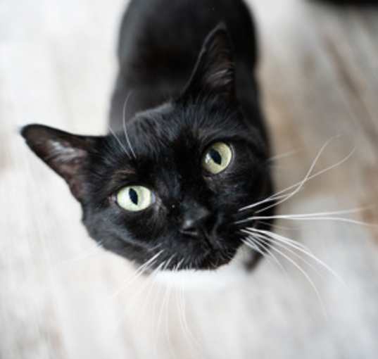 Photo of Socks