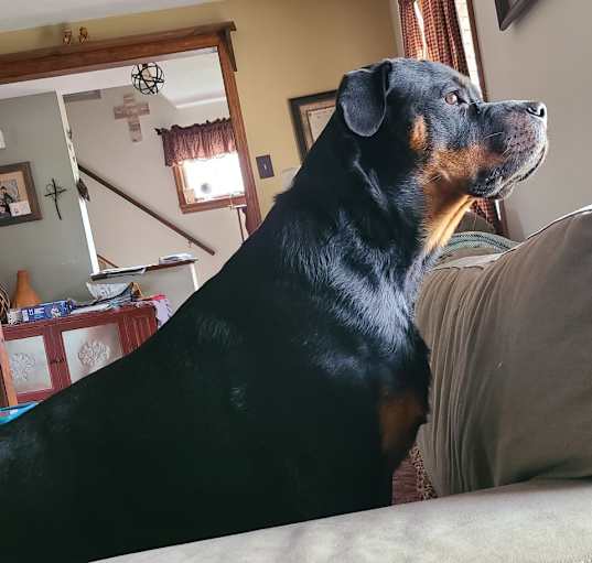 Photo of Shiloh