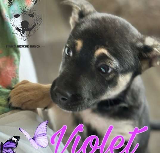 Photo of Violet