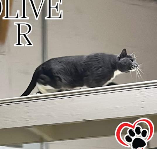Photo of Oliver (Feral Gretna Cat)