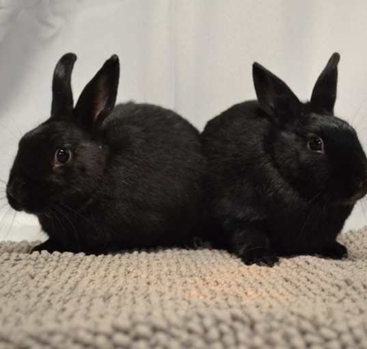Photo of Clover