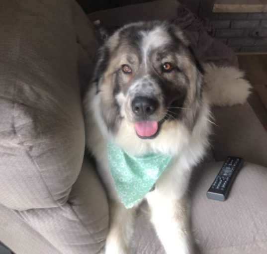 Photo of maggie