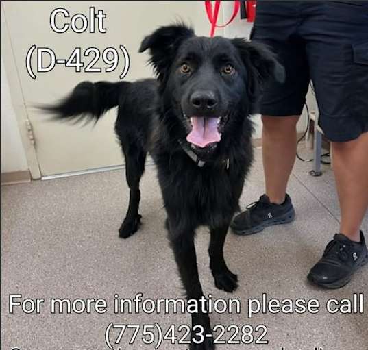 Photo of Colt