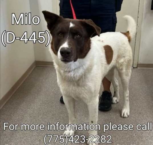 Photo of Milo