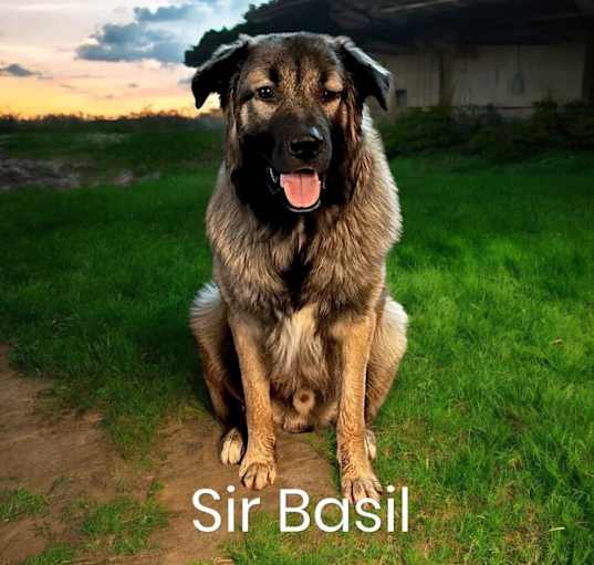 Photo of Sir Basil