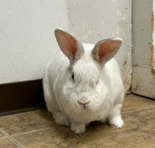 Photo of Mister Rabbit