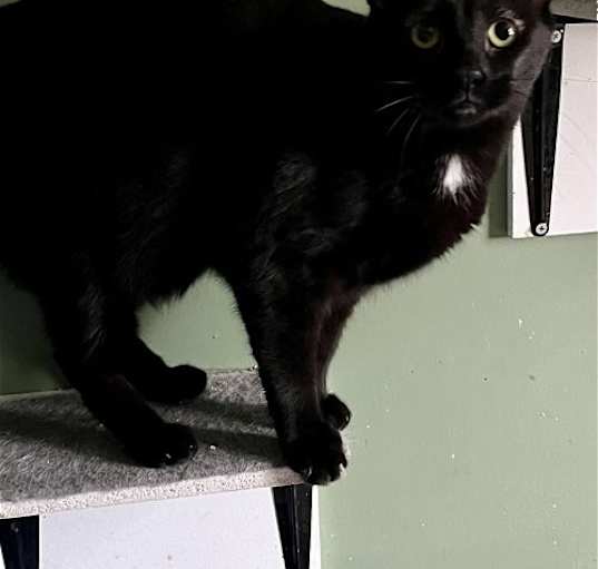 Photo of Luna