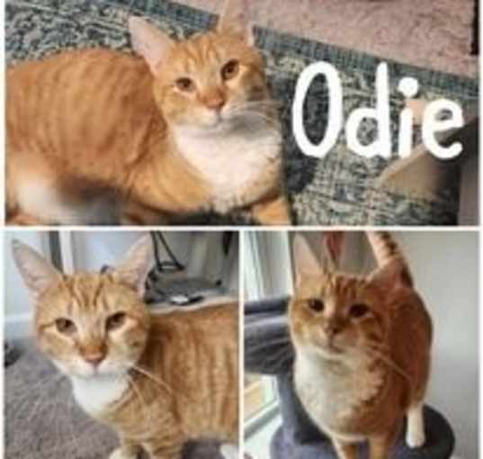 Photo of Odie