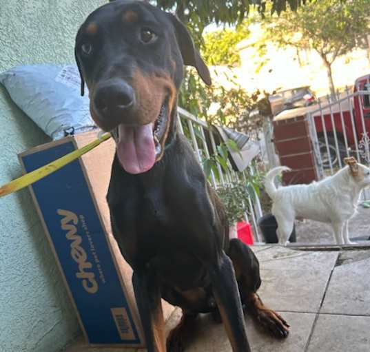 Photo of Rocky