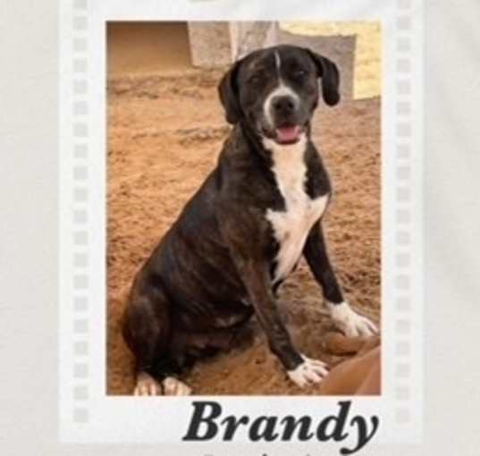 Photo of Brandy