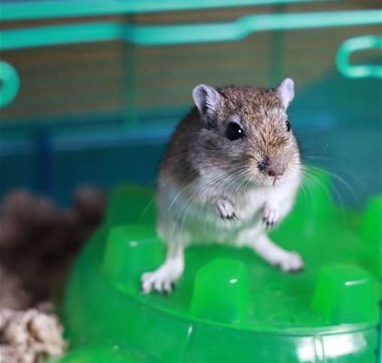 Photo of Hammy