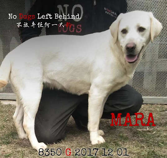 Photo of Mara 8350