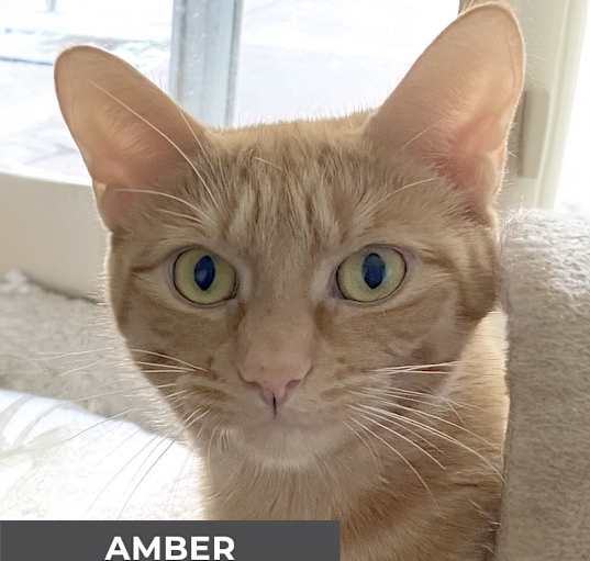 Photo of Amber