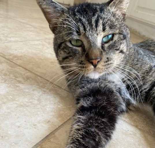 Photo of Mr. Kitty