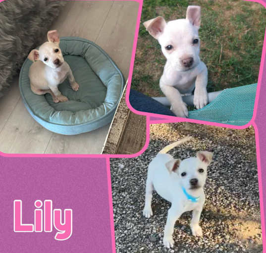 Photo of Lily