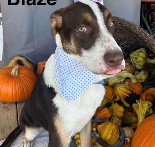 Photo of Blaze