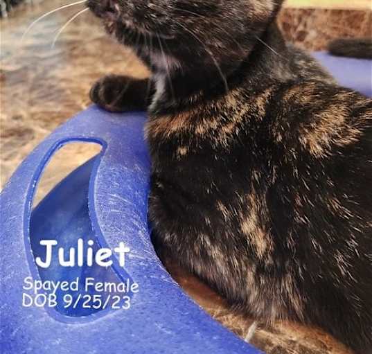 Photo of Juliet