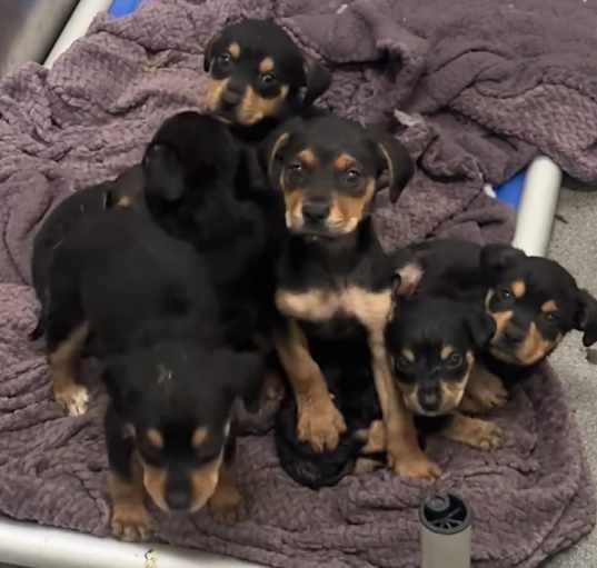 Photo of Rottie X Puppies