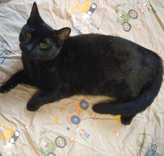 Photo of Ember