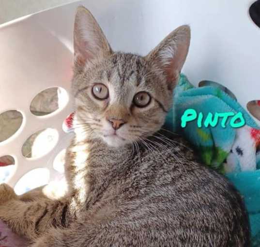 Photo of 'Pinto'