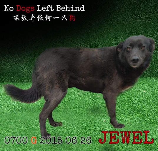 Photo of Jewel 0700