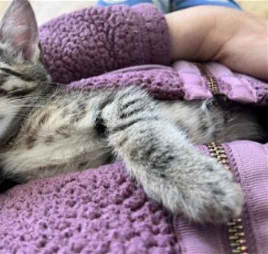 Photo of Snickers