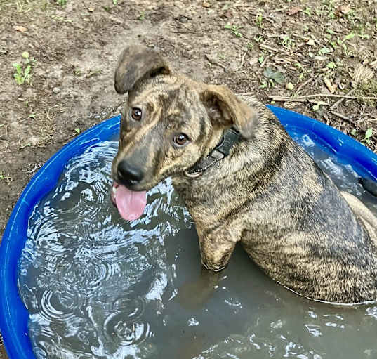 Photo of Caramel - VERY FRIENDLY Water-lovin’ pup!!