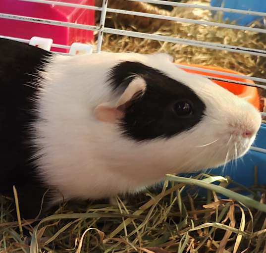 Photo of Snoopie