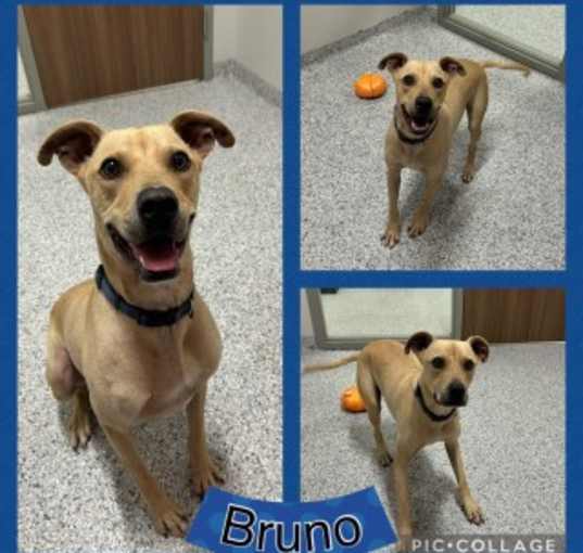 Photo of Bruno