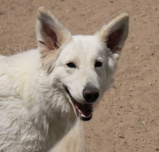 Photo of Snowy ***RESCUE CENTER***Bonded with Rocky