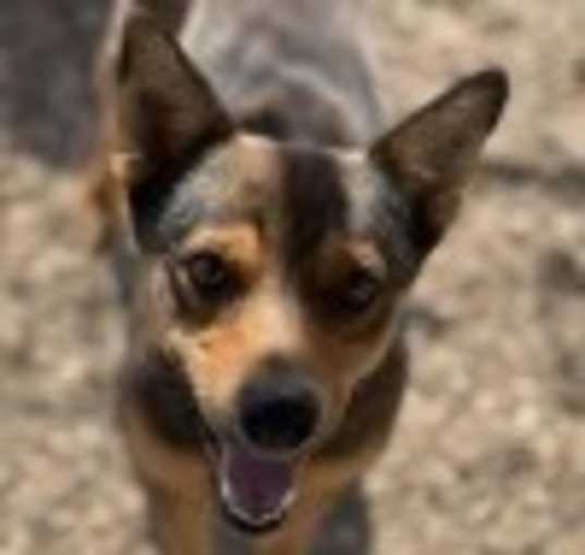 Photo of Percival