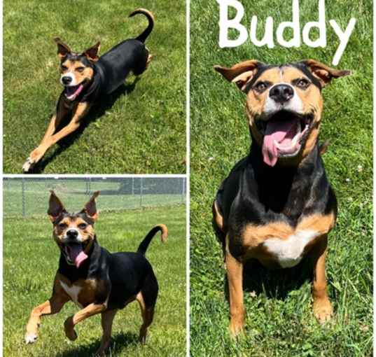 Photo of Buddy