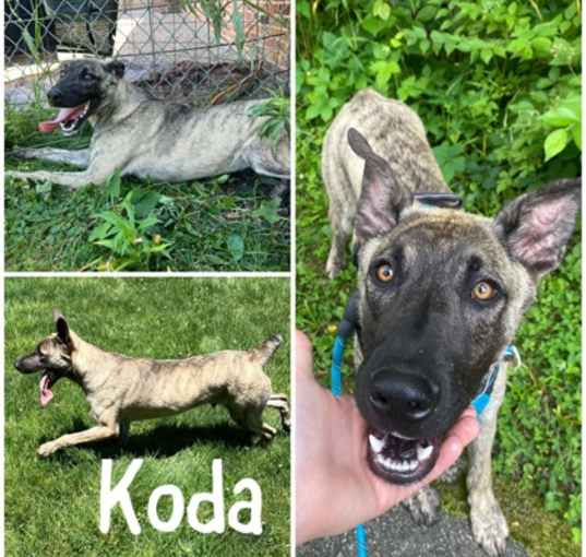 Photo of Koda