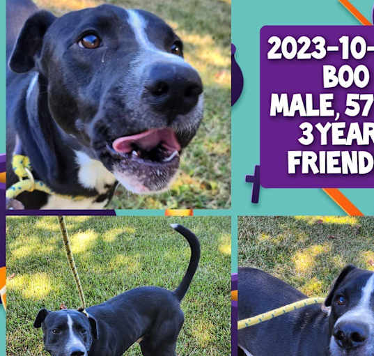 Photo of 2023-10-050 *Boo*