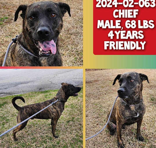 Photo of 2024-02-063 *Chief*