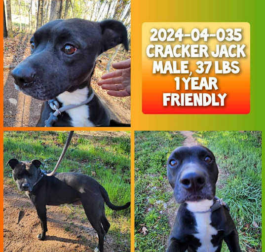 Photo of 2024-04-035 *Cracker Jack*