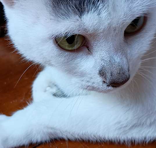 Photo of Sammy