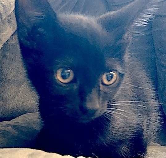 Photo of Midnight