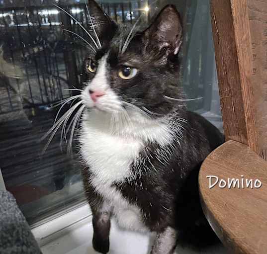 Photo of Domino