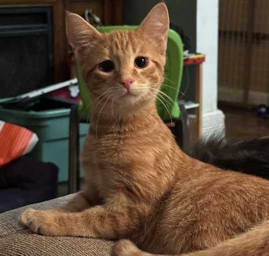 Photo of Pumpkin KITTEN