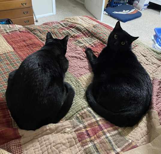 Photo of Loki / Salem