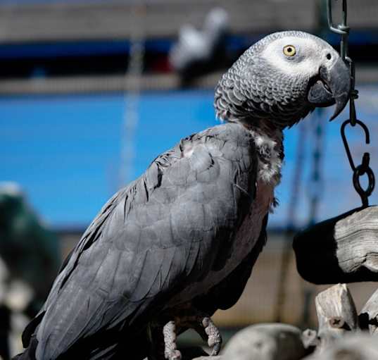 Photo of Birdie