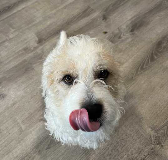Photo of Max