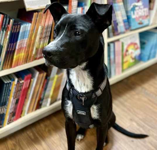 Photo of Java