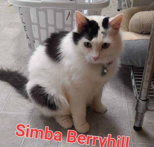 Photo of Simba (Berryhill adult 1)