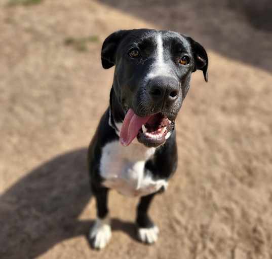 Photo of Rosie