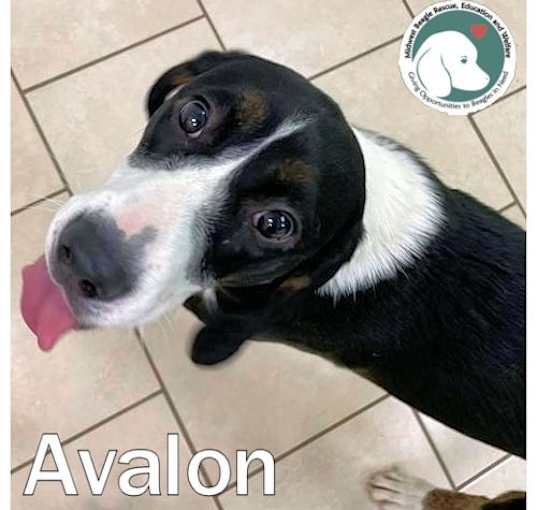 Photo of Avalon