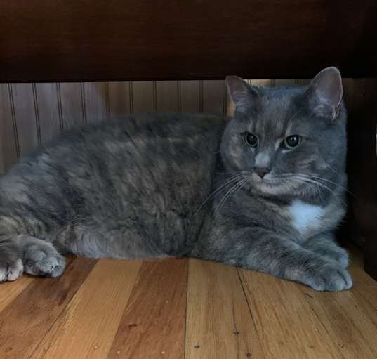 Photo of Kit
