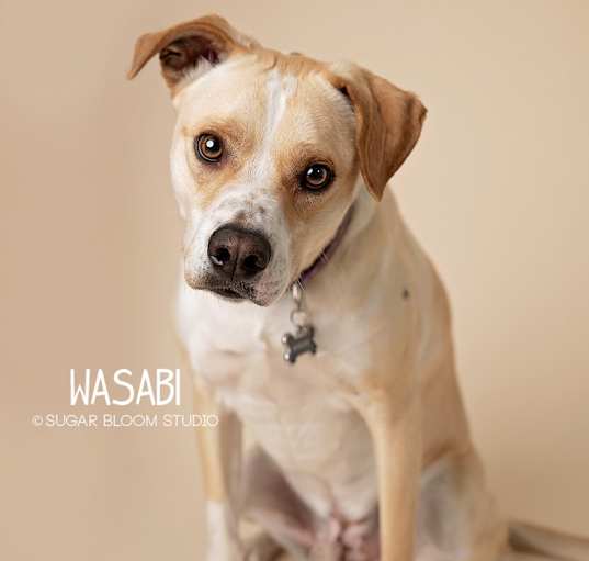 Photo of Wasabi